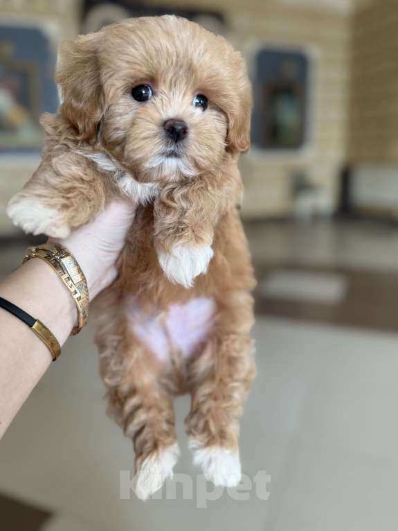 Собаки в Мытищах: Мальтипу щенки Девочка, Бесплатно - фото 6