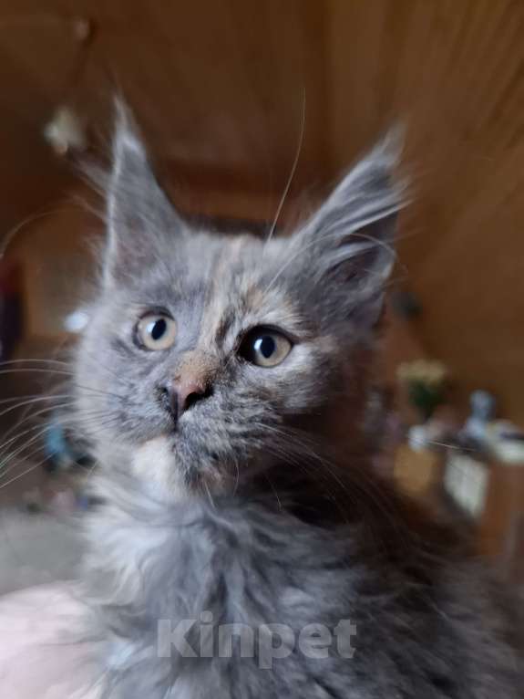 Кошки в Москве: Любимая черепашкп Девочка, 10 000 руб. - фото 2