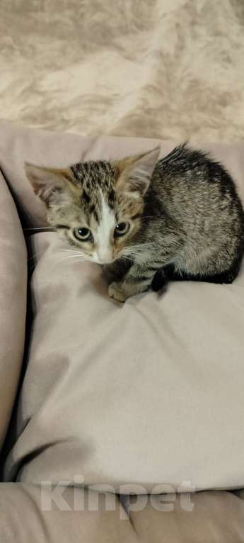 Кошки в Мурином: Отдам котёнка девочку в добрые руки Девочка, Бесплатно - фото 4