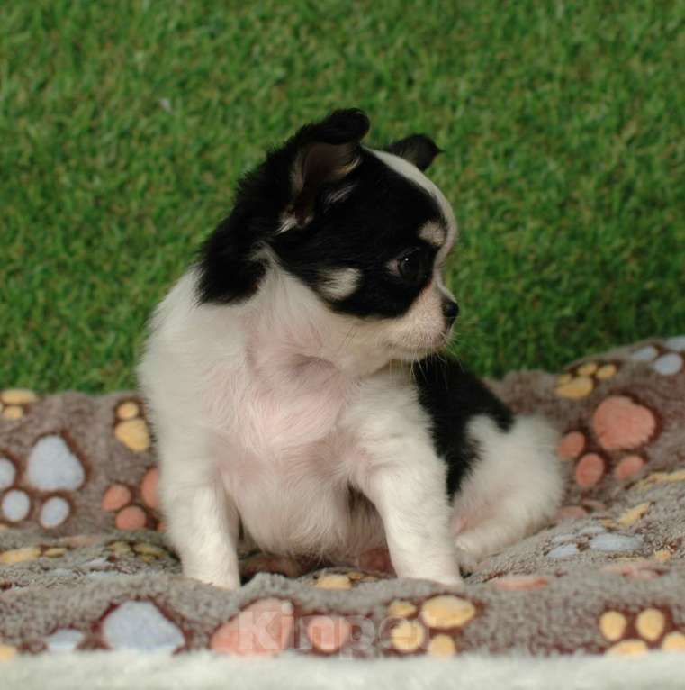 Собаки в Москве: Мальчик чихуахуа Мальчик, 25 000 руб. - фото 5