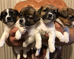 Собаки в Тюмени: Продажа щенков породы Джек Рассел Терьер, 30 000 руб. - фото 2