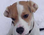 Собаки в Ногинске: Вязка Бигль, 1 руб. - фото 10