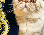 Кошки в Омутнинске: Плюшки экзоты котята, 14 000 руб. - фото 3