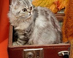 Кошки в Острогожске: Хайленд, 3 000 руб. - фото 3