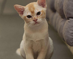 Кошки в Асбесте: Котята Европейской Бурмы, 60 000 руб. - фото 5