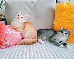 Кошки в Санкт-Петербурге: Котята 2 мес. британец и сибирская в одну семью Мальчик, 200 руб. - фото 9