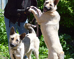 Собаки в Москве: Арчи - крупный пес для семьи в добрые руки Мальчик, 50 руб. - фото 3
