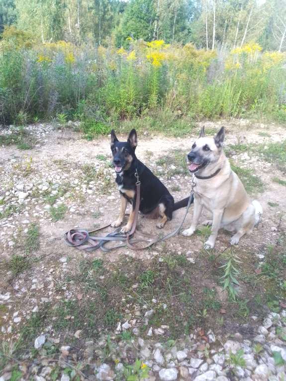 Собаки в Москве: Восточноевропейская овчарка щенок суки Девочка, 10 000 руб. - фото 3