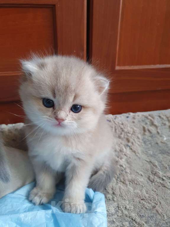 Кошки в Серпухове: Британские котята Мальчик, 35 000 руб. - фото 3
