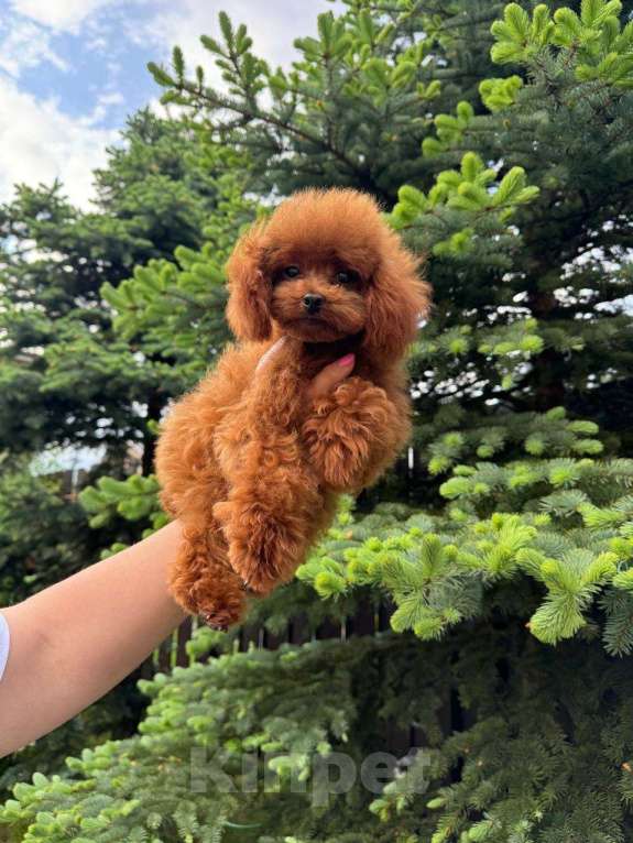 Собаки в Санкт-Петербурге: Той пудель тикап Пабло  Мальчик, 250 000 руб. - фото 4