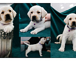 Собаки в Владимире: Лабрадор-ретривер, щенок Мальчик, Бесплатно - фото 1