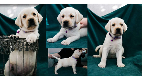 Лабрадор-ретривер, щенок