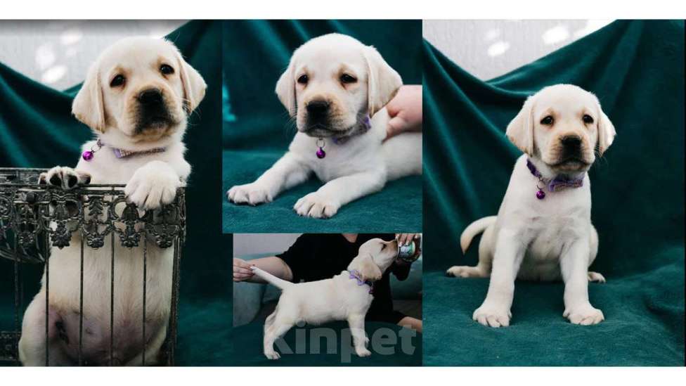 Собаки в Владимире: Лабрадор-ретривер, щенок Мальчик, Бесплатно - фото 1