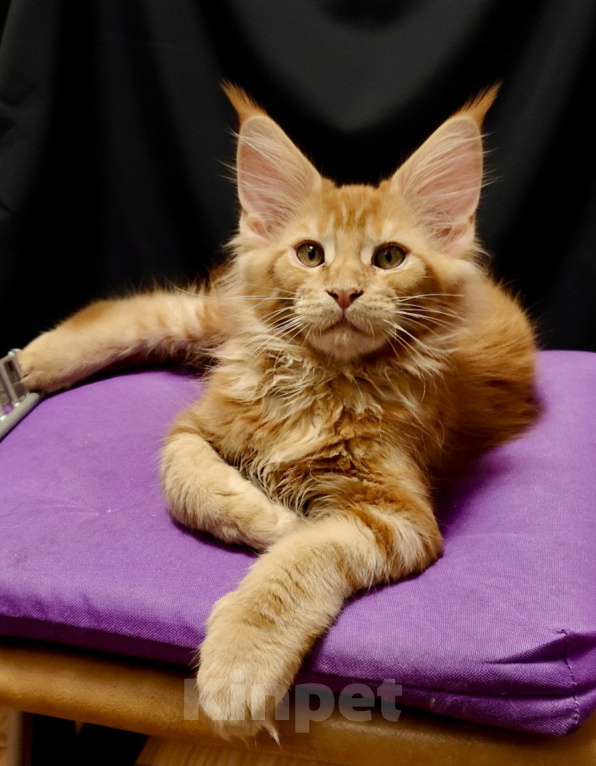 Кошки в Санкт-Петербурге: Очаровательный харизматичный рыжик Мальчик, 55 000 руб. - фото 2