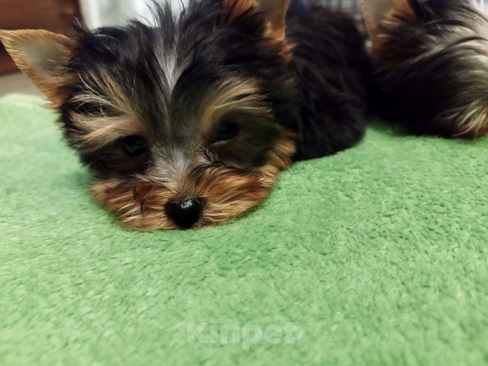 Собаки в других городах Московской области: Мини беби фейс Сарочка Девочка, 50 000 руб. - фото 4