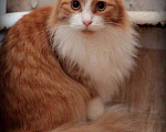 Кошки в Москве: Артёмка ищет дом  Мальчик, Бесплатно - фото 2