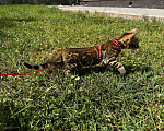 Кошки в Москве: Бенгальская кошечка Ария - мурчалка Девочка, 55 000 руб. - фото 9