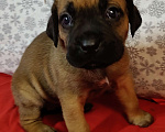 Собаки в других городах Краснодарского края: Кане-Корсо, щенок Девочка, 20 000 руб. - фото 2