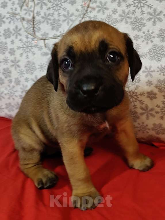 Собаки в других городах Краснодарского края: Кане-Корсо, щенок Девочка, 20 000 руб. - фото 2