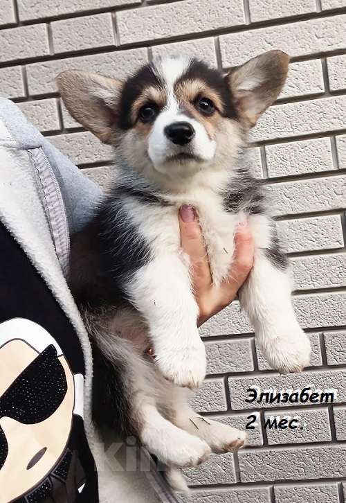 Собаки в Екатеринбурге: Очаровательная Вельш-корги Пемброк Элизабет Девочка, 55 000 руб. - фото 2