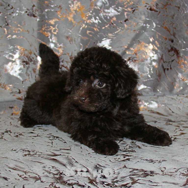 Собаки в Санкт-Петербурге: ❤️ Щенок той-пуделя девочка шоколадная. СПб Девочка, 80 000 руб. - фото 4