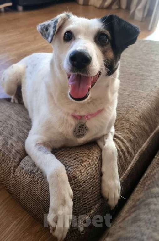 Собаки в Москве: Маленькая белая собачка Маруся Девочка, Бесплатно - фото 3