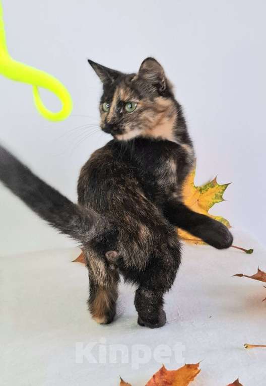 Кошки в Москве: Огненный котёнок в добрые руки  Девочка, Бесплатно - фото 8