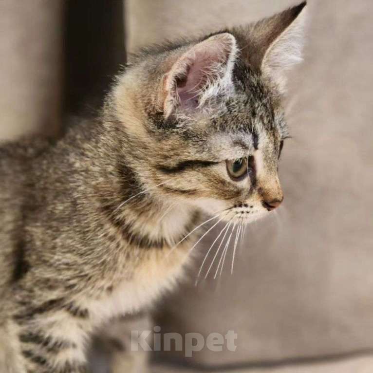 Кошки в Москве: Двухмесячная малютка Лакки Девочка, Бесплатно - фото 5