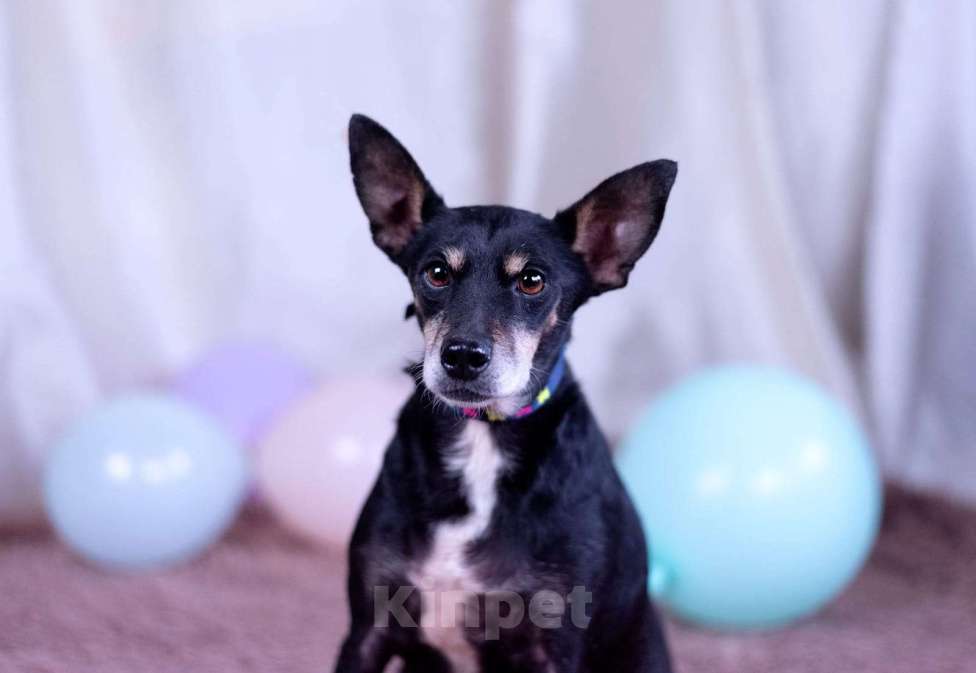 Собаки в Москве: Той терьер метис в дар Девочка, Бесплатно - фото 7