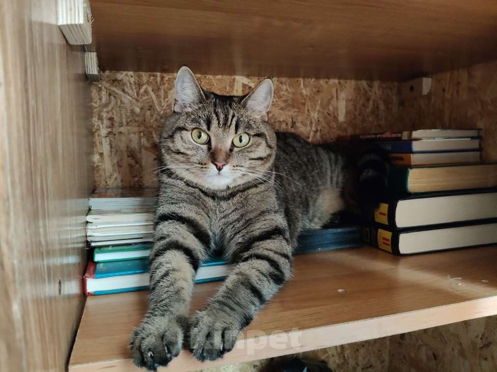 Кошки в Лангепасе: Кот Сибирский Тишка Мальчик, Бесплатно - фото 1