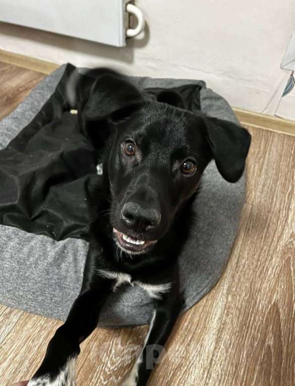 Собаки в других городах Московской области: ПРОПАЛА СОБАКА Мальчик, 2 000 руб. - фото 3