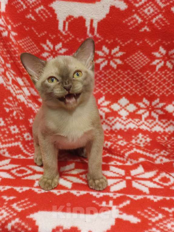 Кошки в Лыткарино: Котята бурма европейская  Мальчик, 45 000 руб. - фото 3