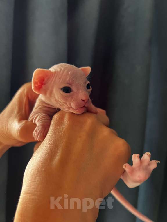 Кошки в Дедовске: Котенок девочка Девочка, Бесплатно - фото 4