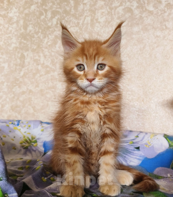 Кошки в Москве: Котёнок Мейн- Кун из питомника. Мальчик Мальчик, 70 000 руб. - фото 7