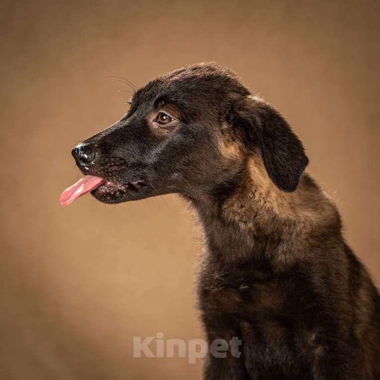 Собаки в Клине: Нэйт — нежный и чуткий мальчик Мальчик, Бесплатно - фото 6