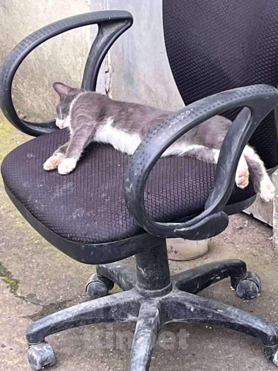 Кошки в Москве: Дымок и Анечка ищут дом Мальчик, Бесплатно - фото 5