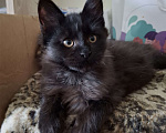 Кошки в Москве: Черный принц. Мальчик, 20 000 руб. - фото 5