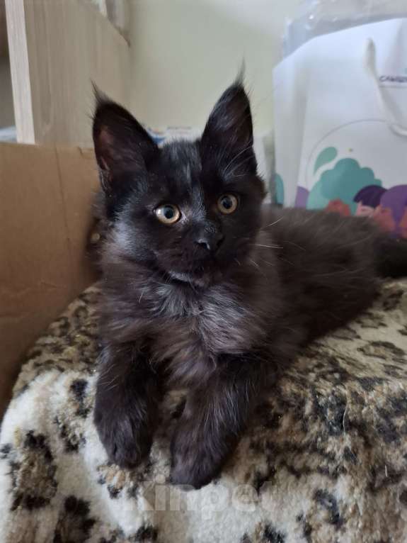 Кошки в Москве: Черный принц. Мальчик, 20 000 руб. - фото 5