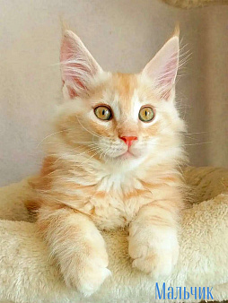 Котята Мейн Кун(резерв)
