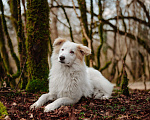 Собаки в Москве: Кьяра ищет дом Девочка, Бесплатно - фото 8