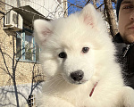 Собаки в Волгограде: Японский шпиц щенки Мальчик, 40 000 руб. - фото 1