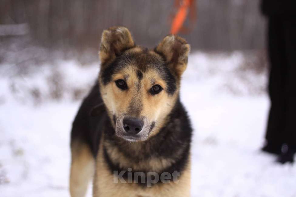 Собаки в Москве: Молоденький метис Спарки в добрые руки Мальчик, Бесплатно - фото 4