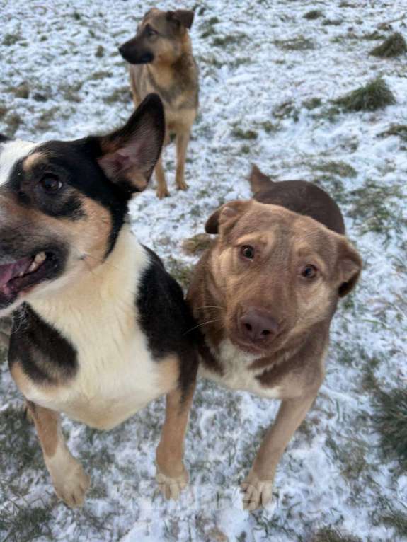 Собаки в других городах Владимирской области: Красивая и очень добрая собака в добрые руки бесплатно Девочка, Бесплатно - фото 3