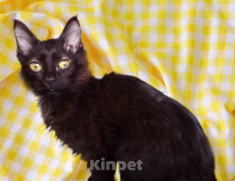 Кошки в Москве: 🧡  ( Персик )  –  Благодарный  и  спокойный  домашний  котёнок  –  в  заботливую  семью Мальчик, Бесплатно - фото 5