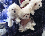 Собаки в Липецке: Мальтийская болонка, девочка Девочка, 55 000 руб. - фото 2