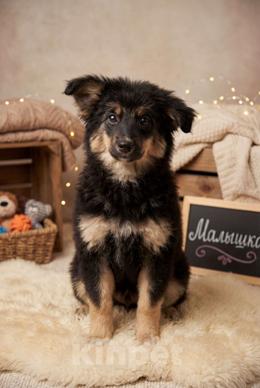 Собаки в Москве: овечка Долли Девочка, Бесплатно - фото 1