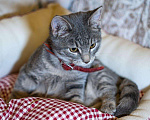 Кошки в Туле: Котенок Космос в добрые руки, 10 руб. - фото 3