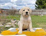 Собаки в Долгопрудном: Лабрадор щенок палевый девочка 2 мес. РКФ Девочка, 50 000 руб. - фото 1