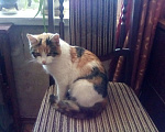 Кошки в Москве: Найдена маленькая трехцветная кошка. Девочка, 1 руб. - фото 1