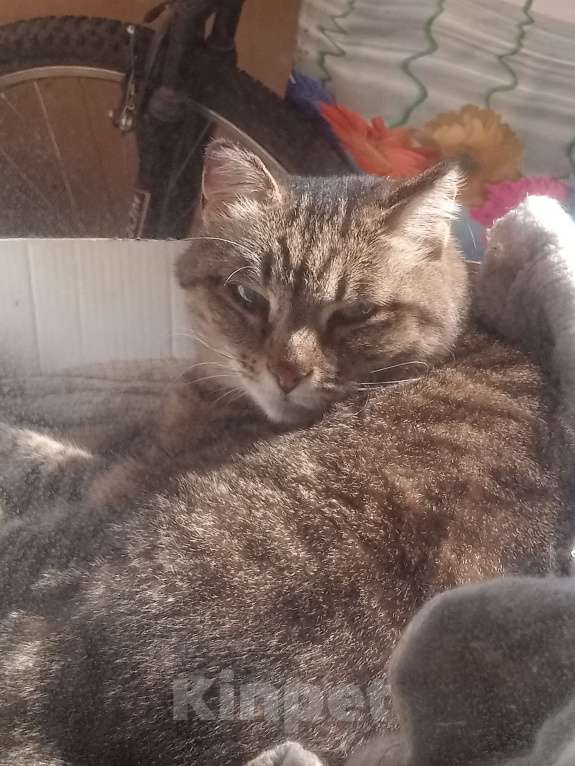 Кошки в Улане-Удэ: ПРОПАЛА САМАЯ ЛЮБИМАЯ КОШКА НА СВЕТЕ! Девочка, 1 000 руб. - фото 5